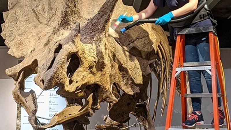 A museum staff member scrubing a triceratop fossil.