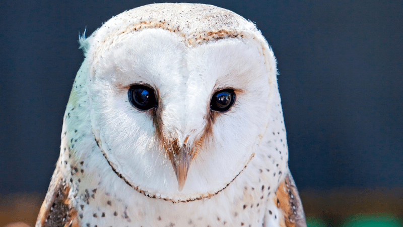 A barn owl