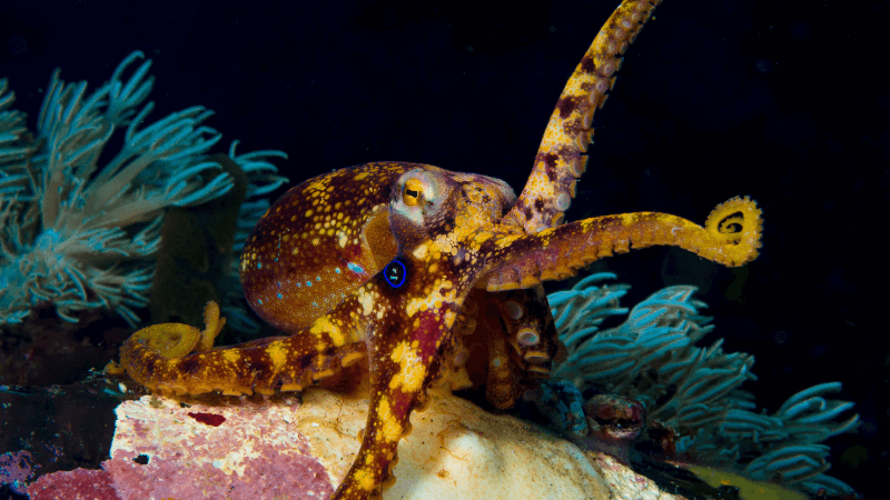 An octopus crawls out from between coral