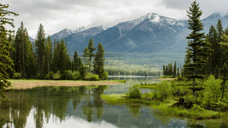 A river flows through a pine forest with a mountain range in the background