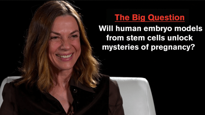 Magdalena Zernicka-Goetz in front of a black background with the text The Big Question Will human embryo models from stem cells unlock mysteries of pregnancy?