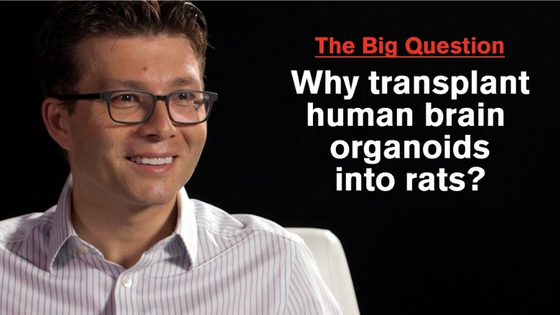 Sergiu Pasca on a black background with the words The Big Question Why transplant human brain organoids into rats?