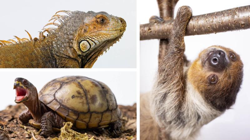 Images of a Green Iguana, a Box Turtle, and a Sloth hanging from a branch.