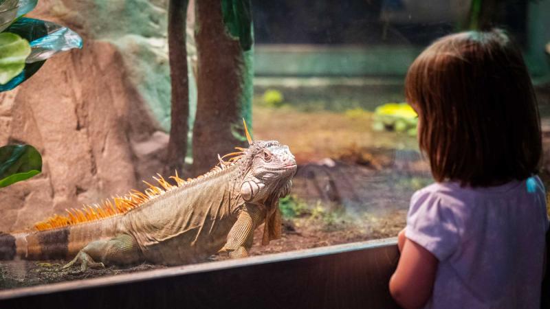 A young museum visitor watching a giant iguana in the Survival of the Slowest Exhibition