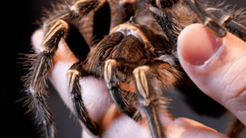 A tarantula in a human hand