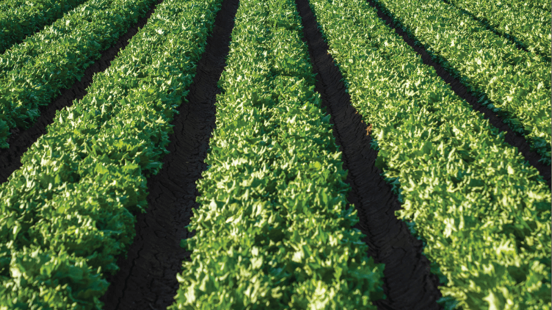 A field of lush green crops in rows