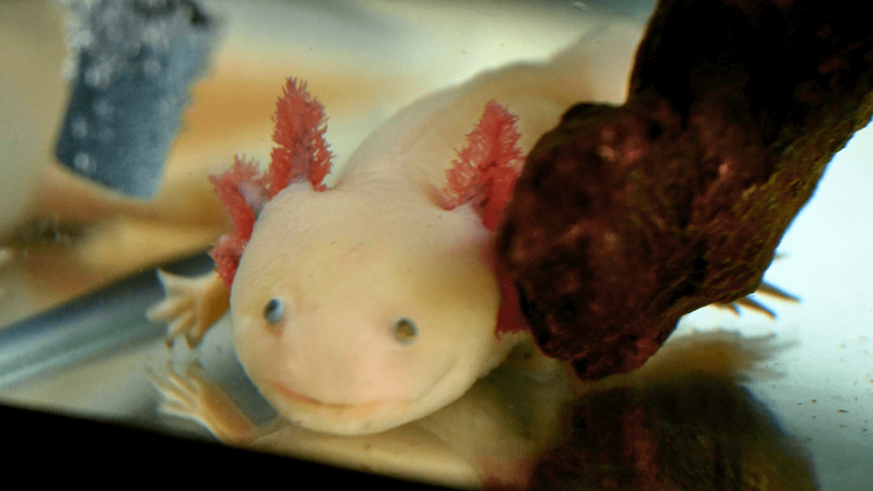 An Axolotl