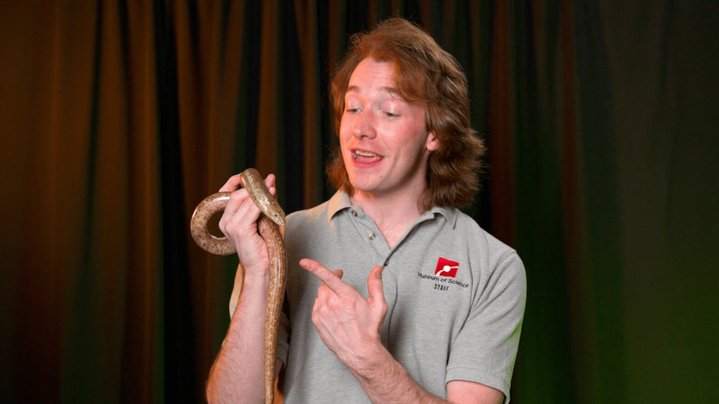 Museum Educator Jason holding a legless lizard