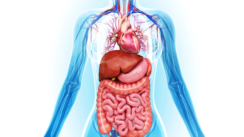 A view through the body of the human body showing the digestive system.