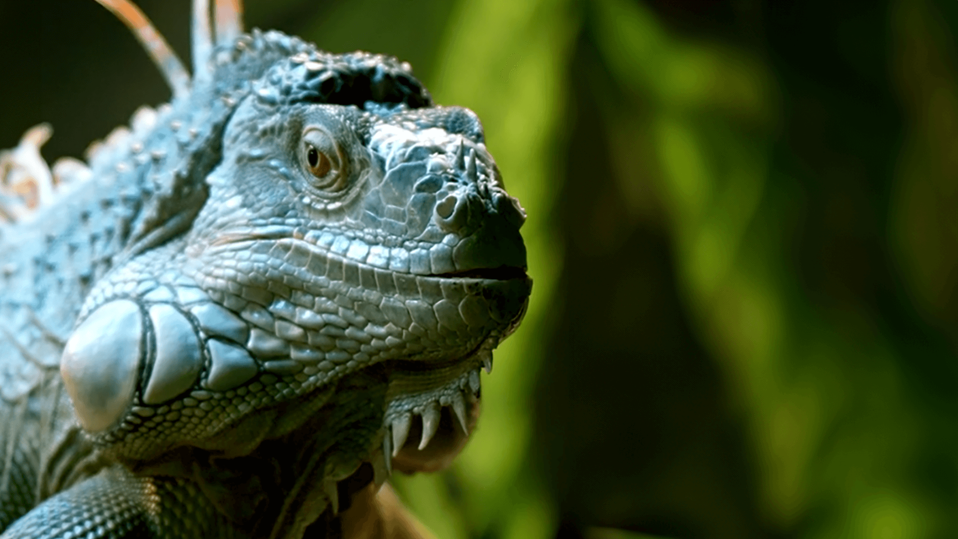 Iggy the green iguana in his enclosure