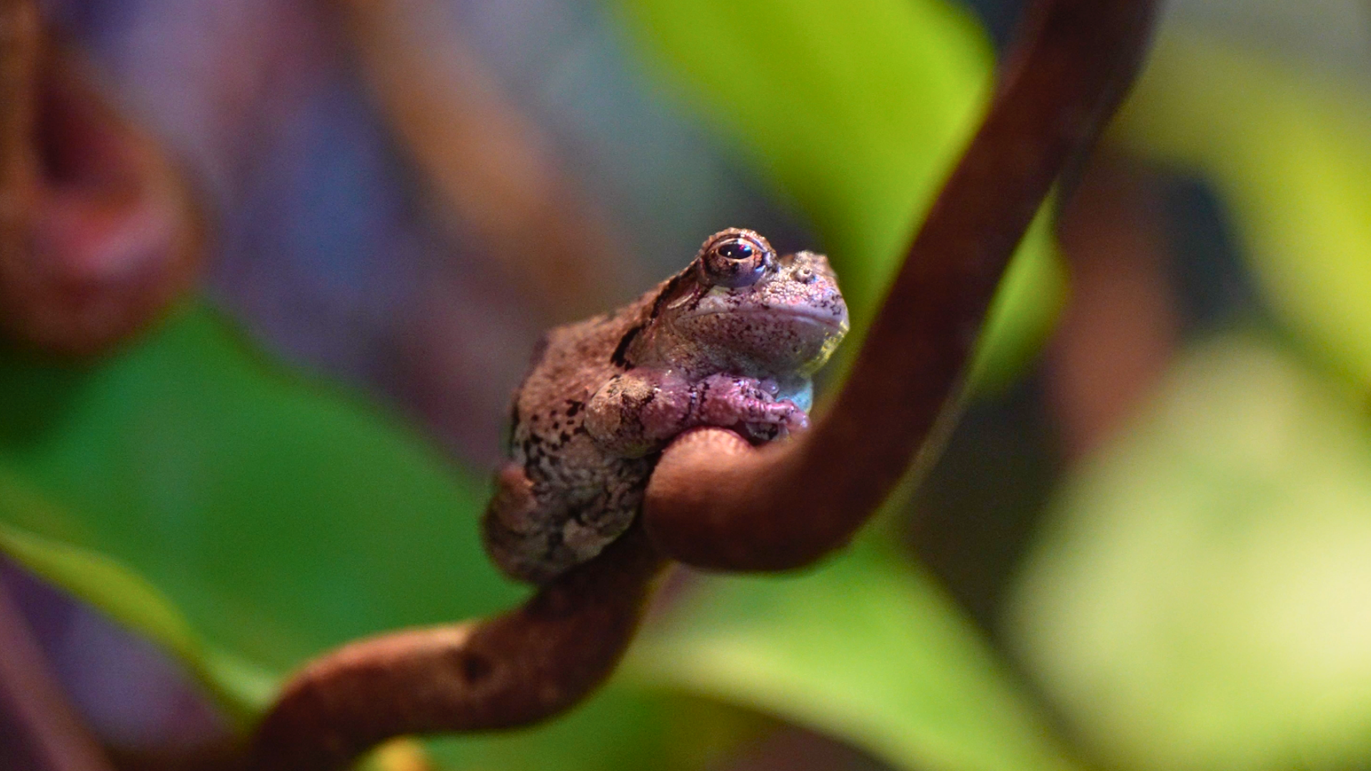 A frog sitting on a tree branch