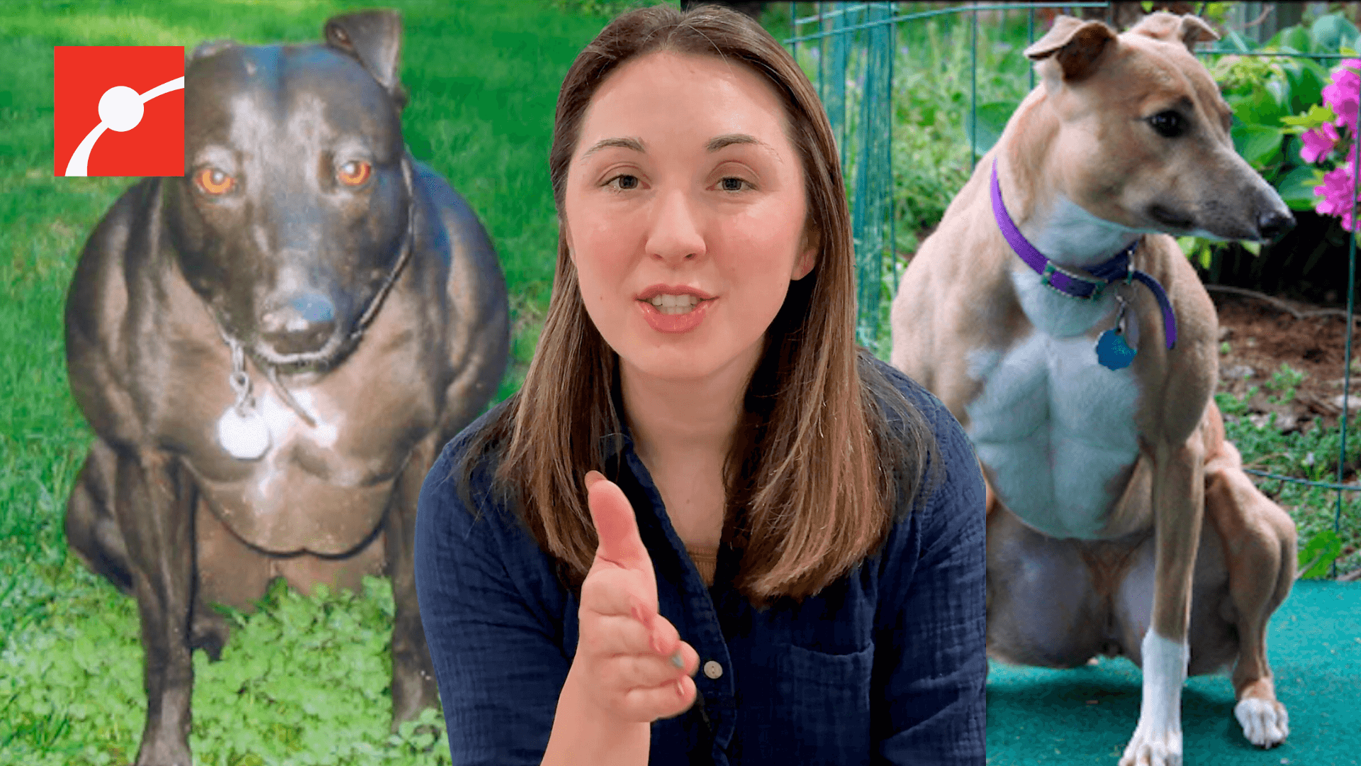 Alex Dainis with muscular dogs behind her 