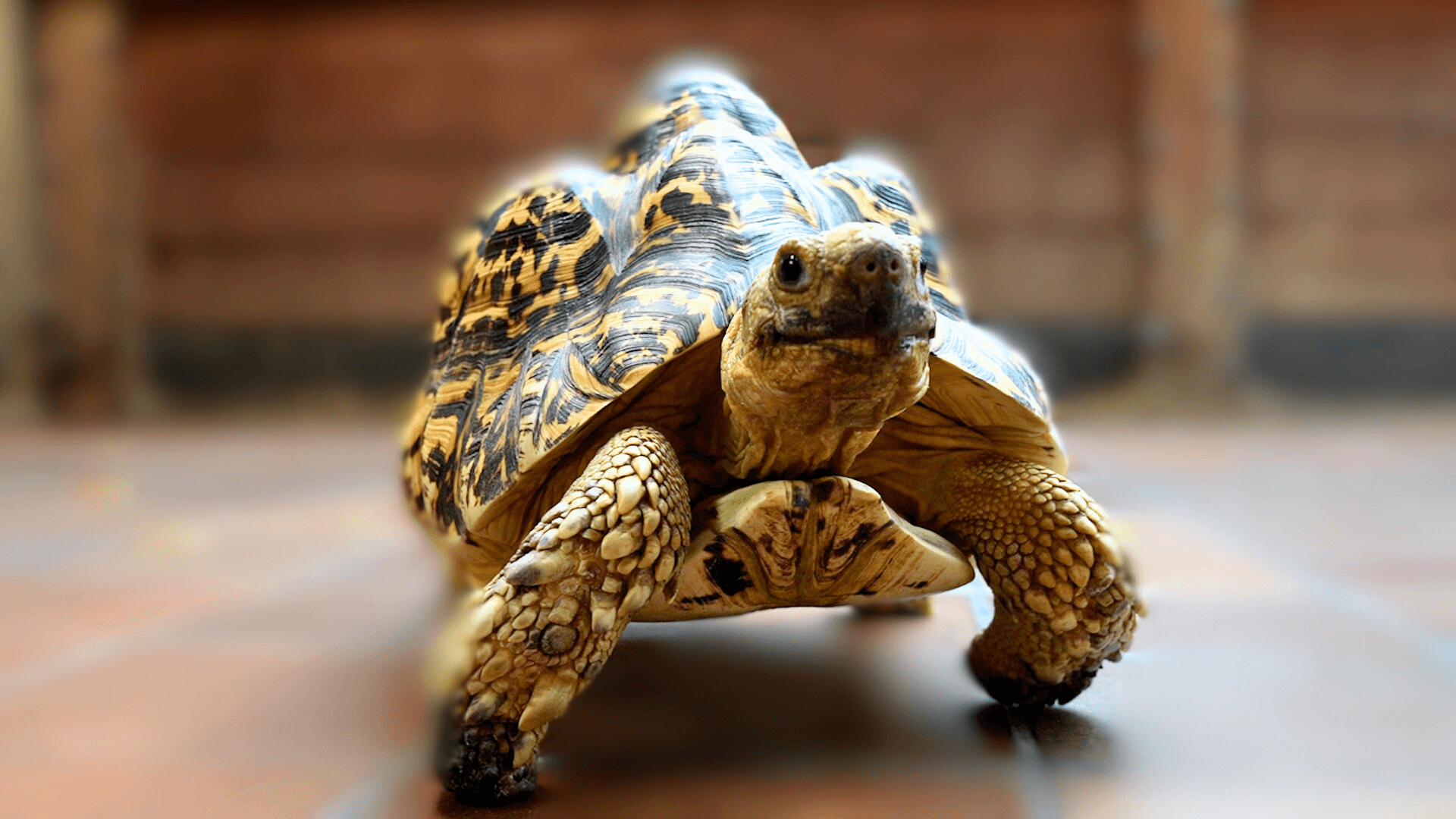 A tortoise