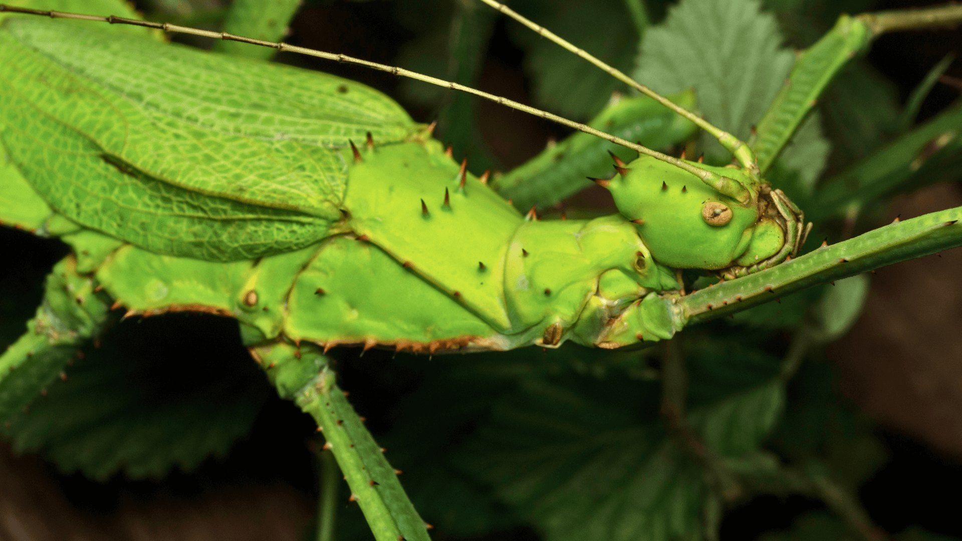 A Jungle Nymph