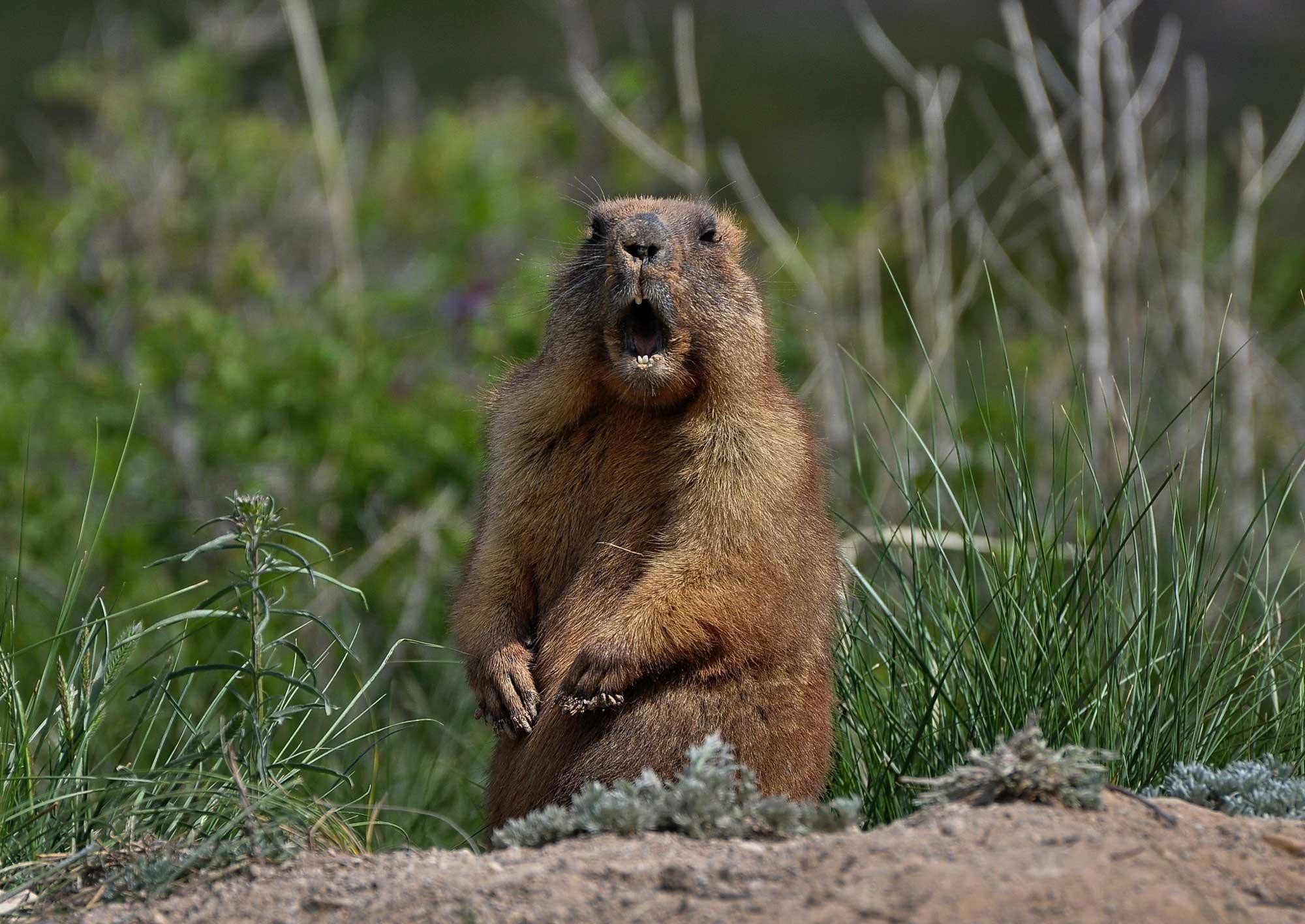 A groundhog, a notoriously unreliable predictor of spring. Credit: Shutterstock