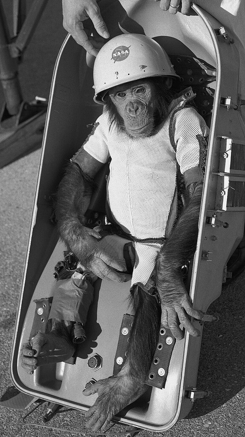 America’s real first astronaut, Ham the chimpanzee.