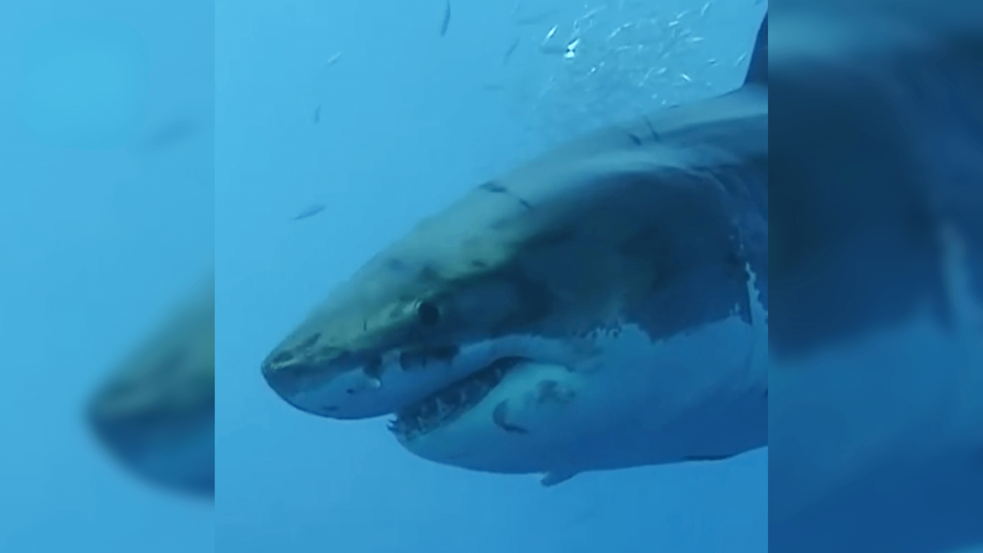 A Great White Shark