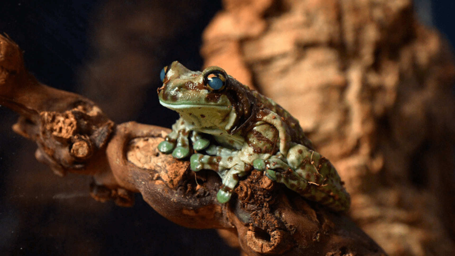 An Amazon milk frog