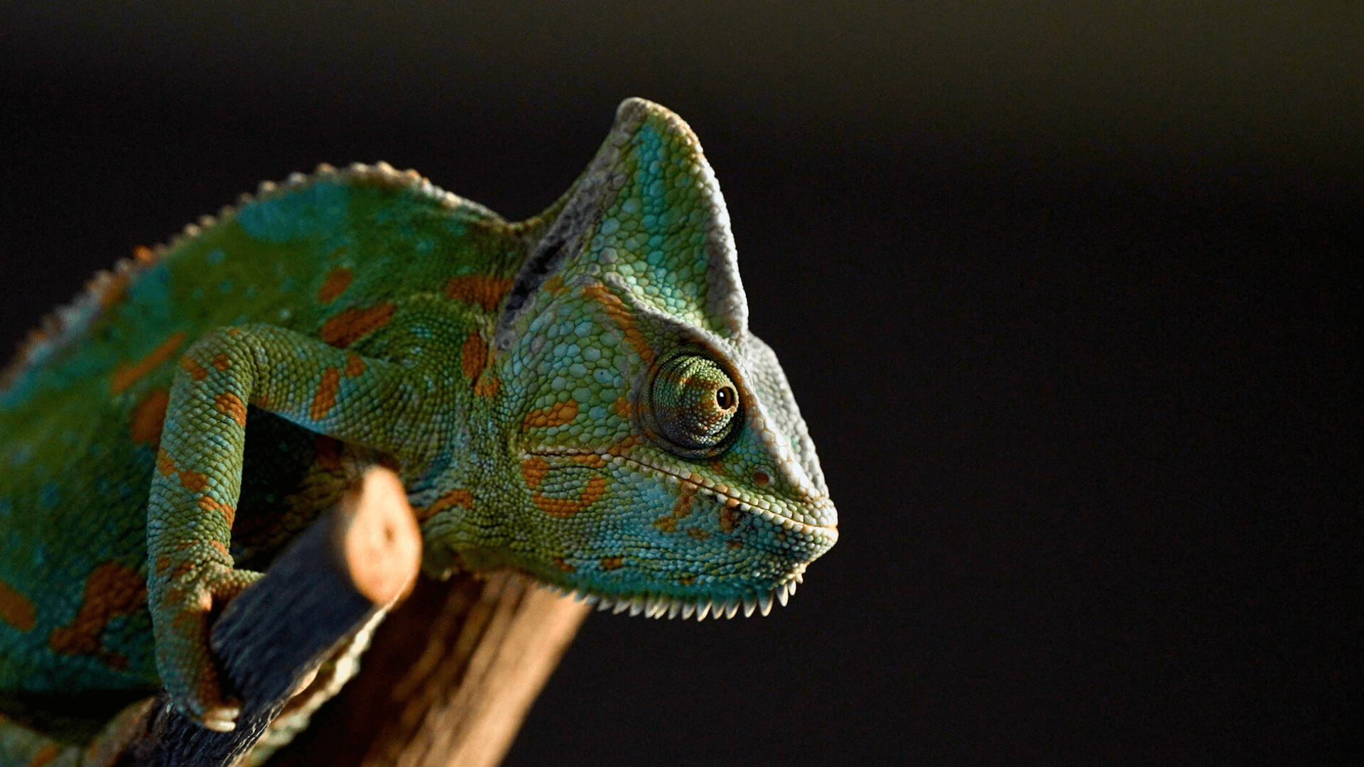 Pascal the chameleon