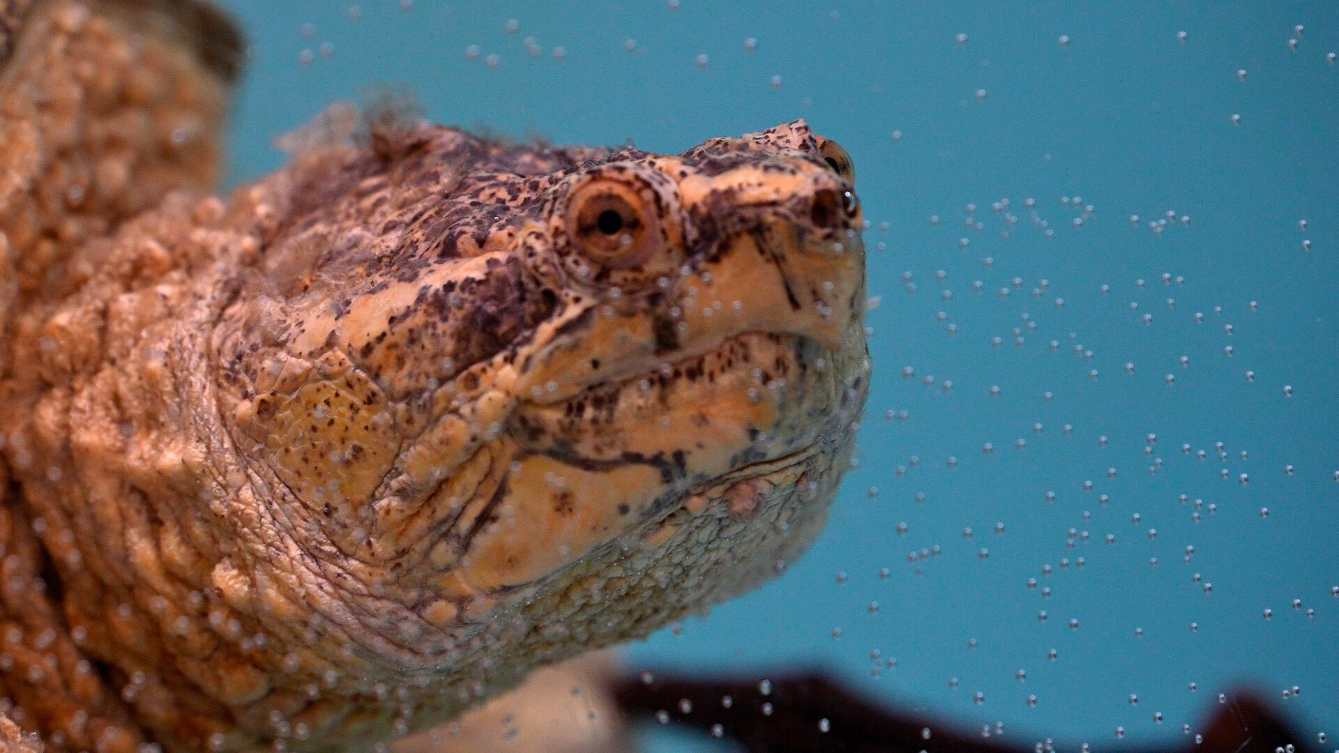 Image of snapping turtle named Bowser