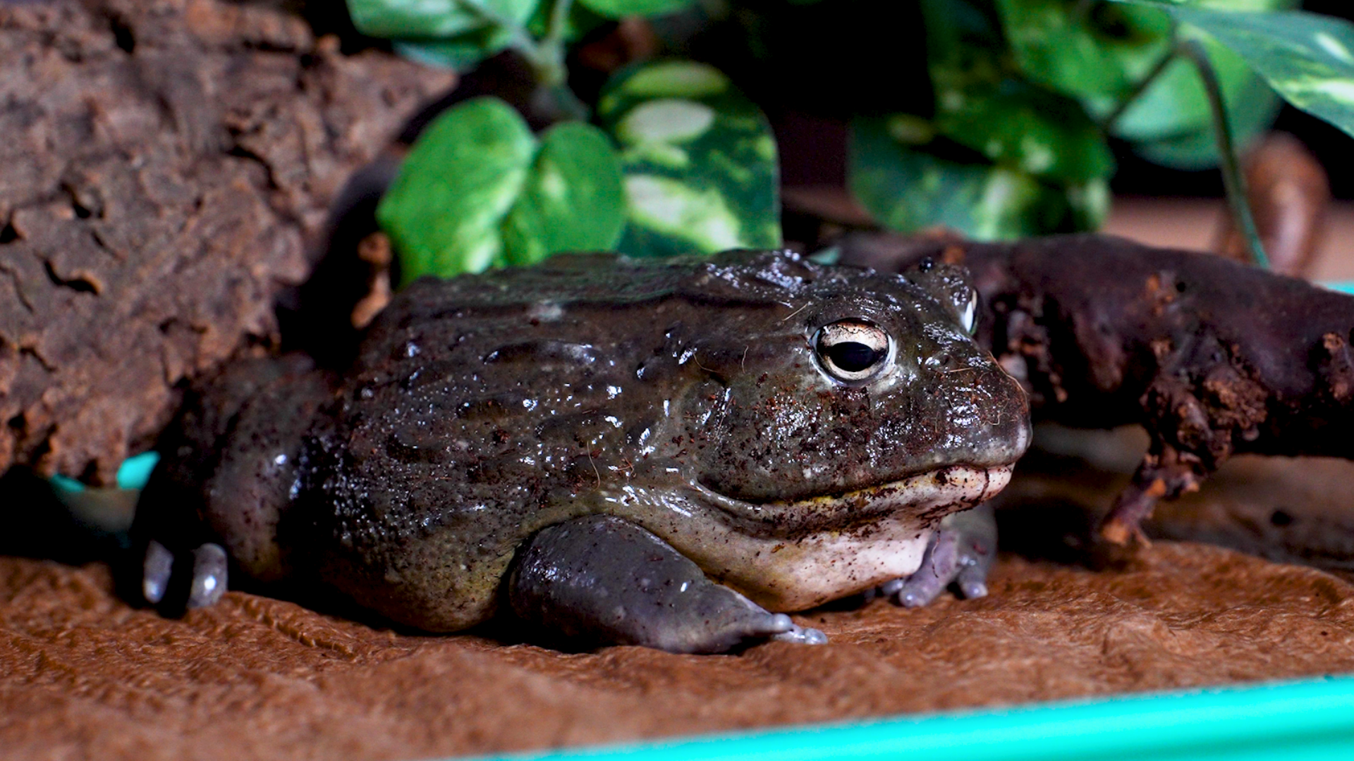 Meatloaf the African bullfrog