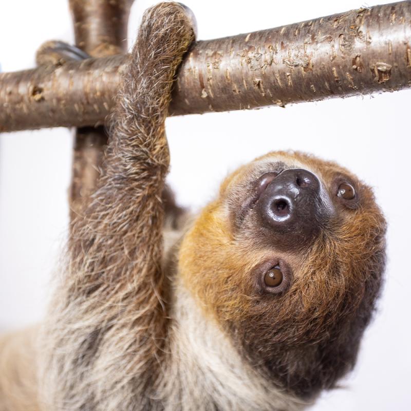 A sloth hanging from a branch.