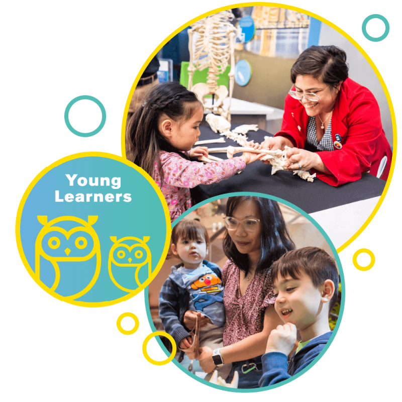 A collage of three images, including a logo with a large and small owl and the words "Young Learners", a young child interacting with a Museum Educator, and a mother and two young children looking at an exhibit.