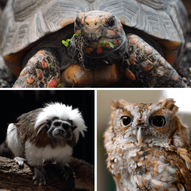 Photos of some museum animal ambassadors, including a tortoise, tamarin, and owl.