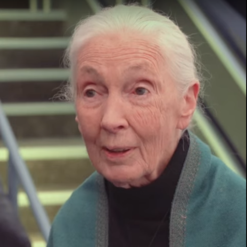 jane goodall story